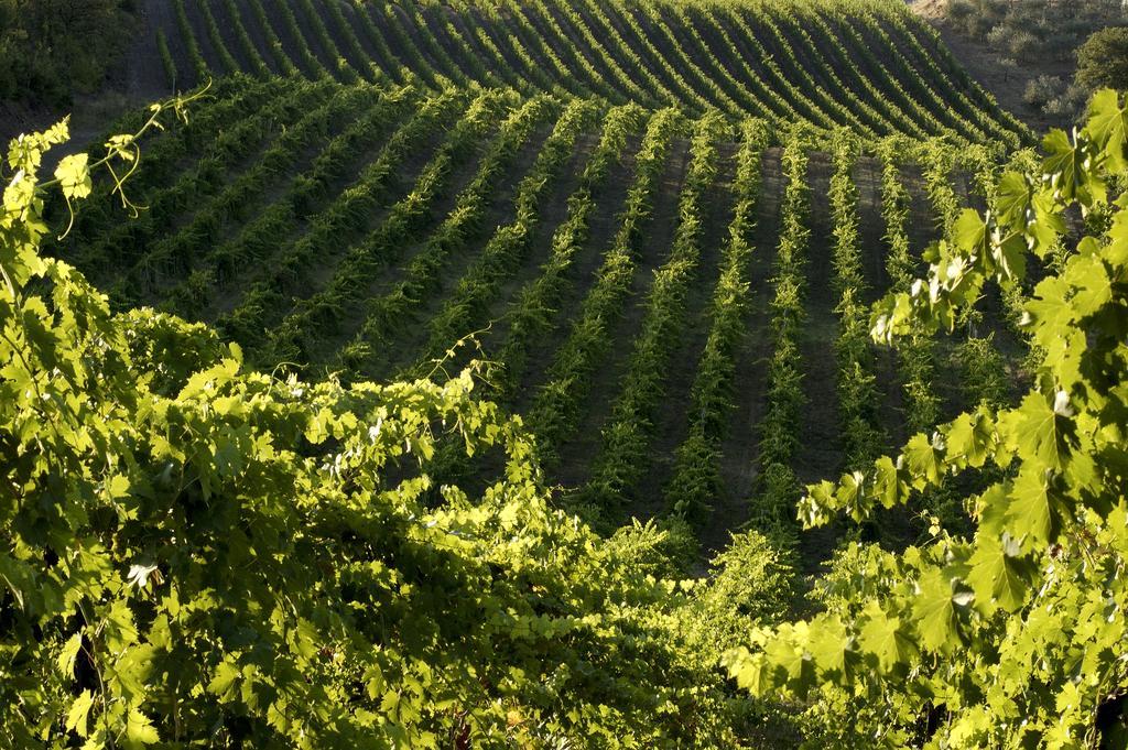 Agriturismo Castello Di Querceto Lucolena in Chianti エクステリア 写真